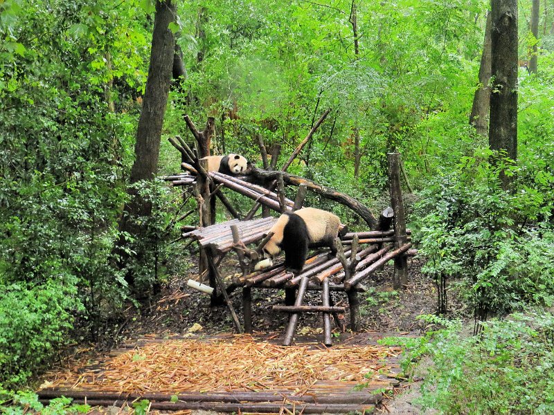 G (13).JPG - G (13) Giant Pandas